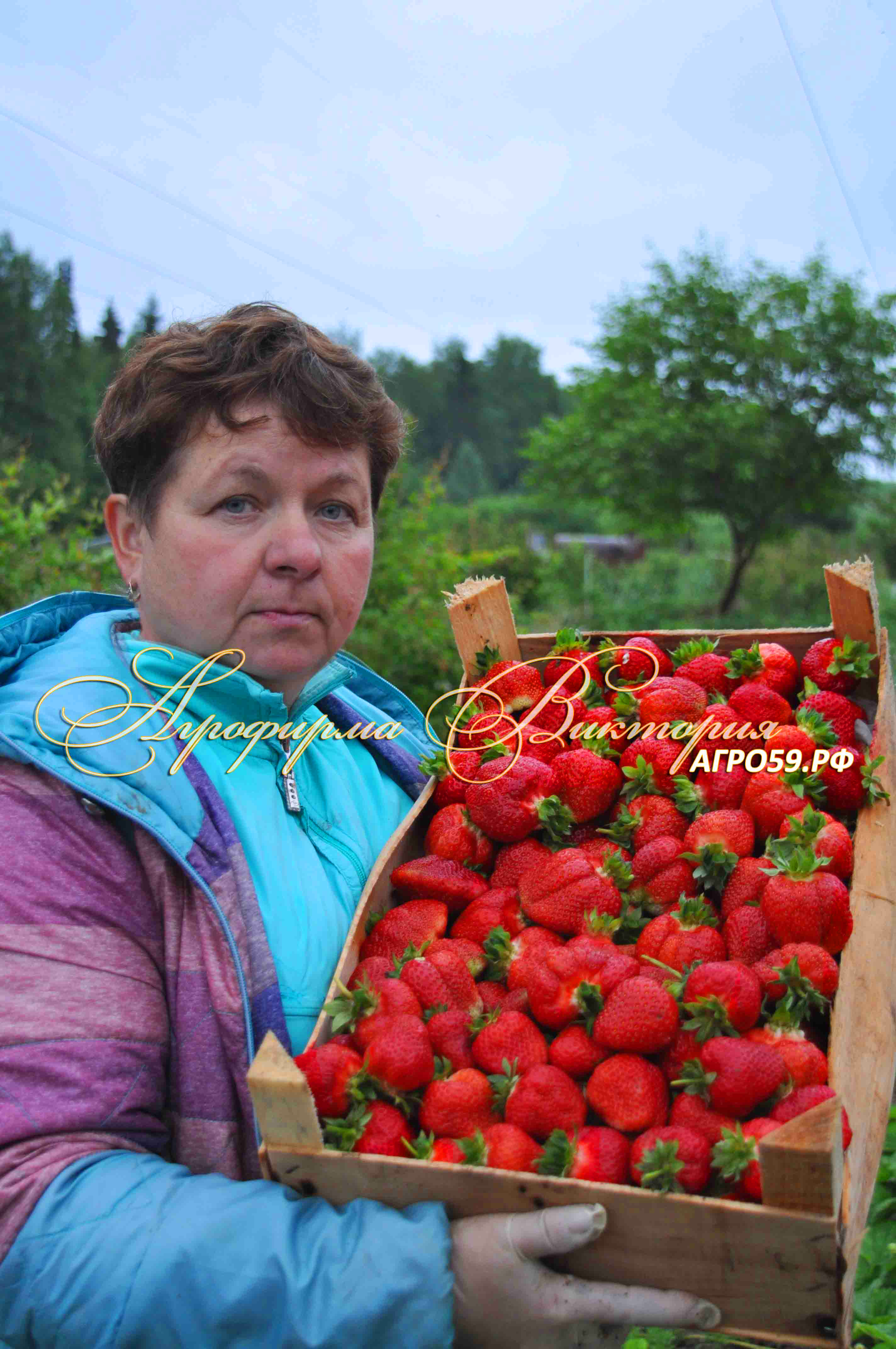 Клубника \